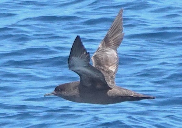 Sooty Shearwater - ML647809235