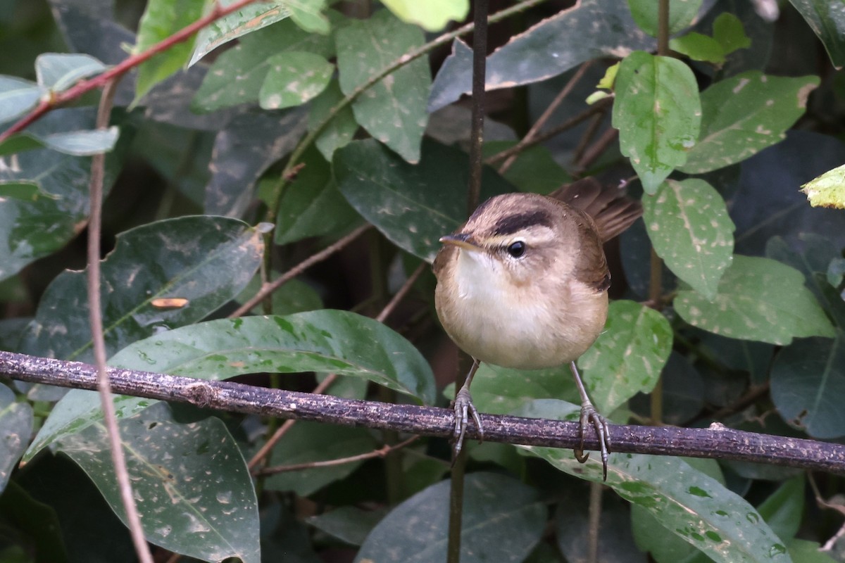 Black-browed Reed Warbler - ML647809236