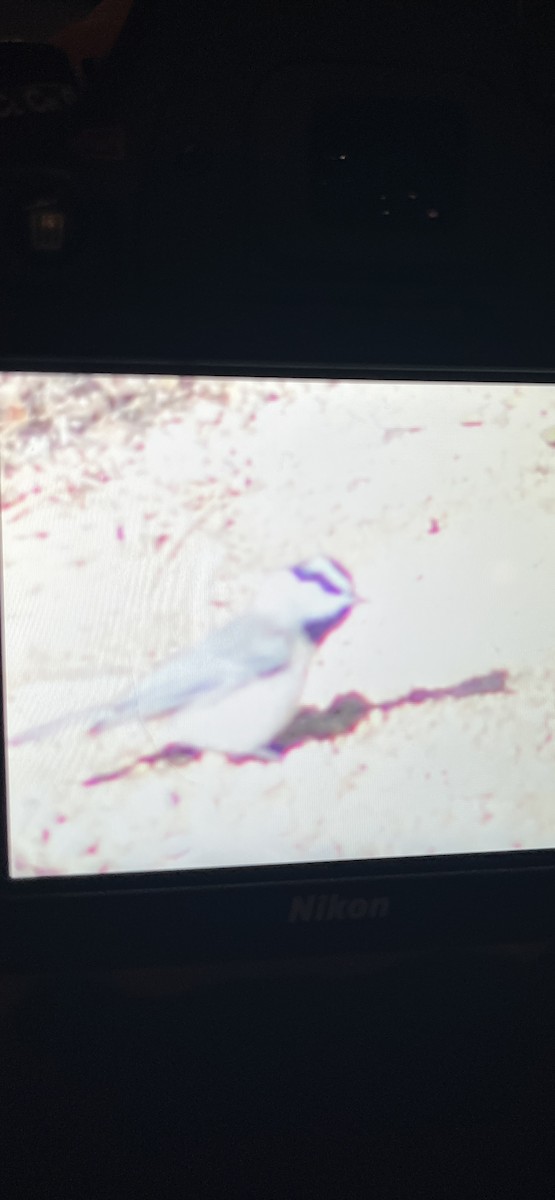 Mésange de Gambel - ML647809237