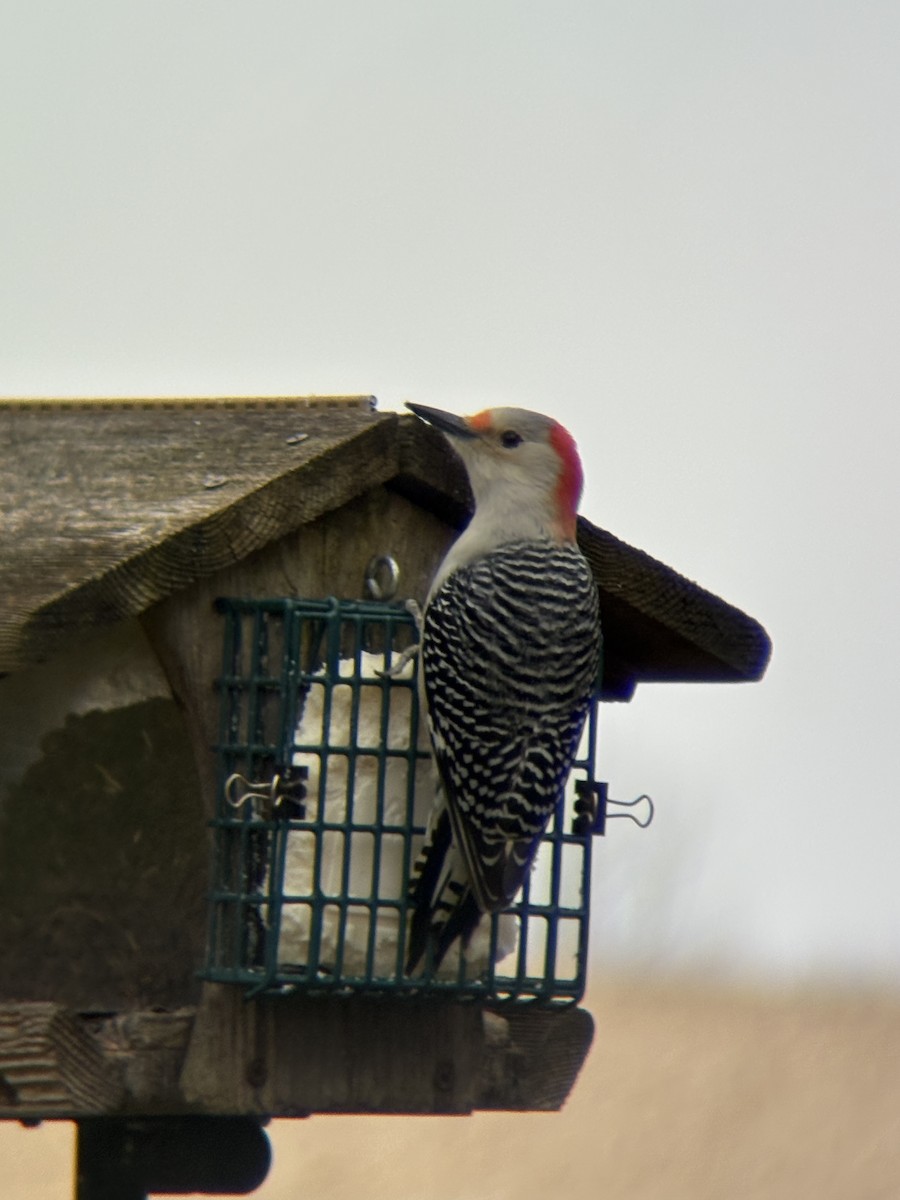 Red-bellied Woodpecker - ML647809238