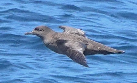 Sooty Shearwater - ML647809239