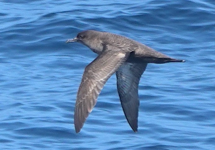 Sooty Shearwater - ML647809240