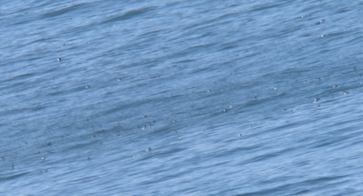 Common Murre - ML647809242