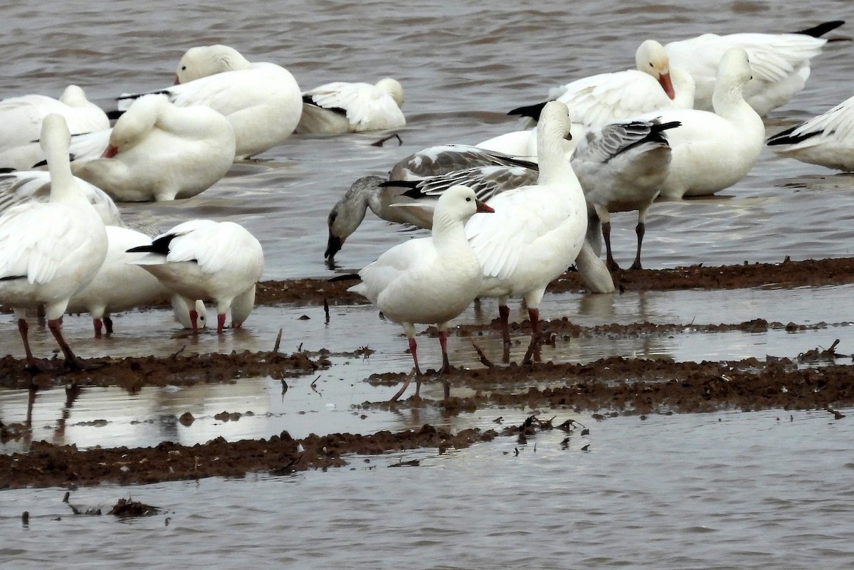 Ross's Goose - ML647809243