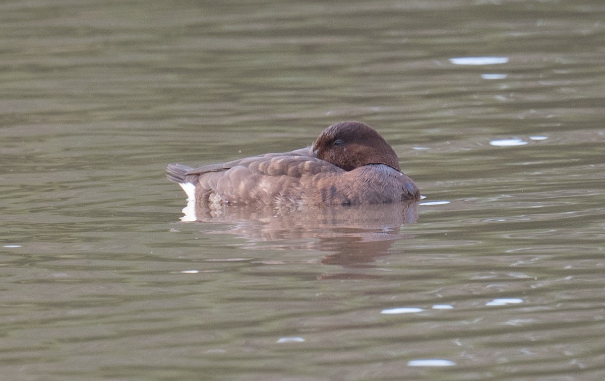 Hardhead - ML647809246