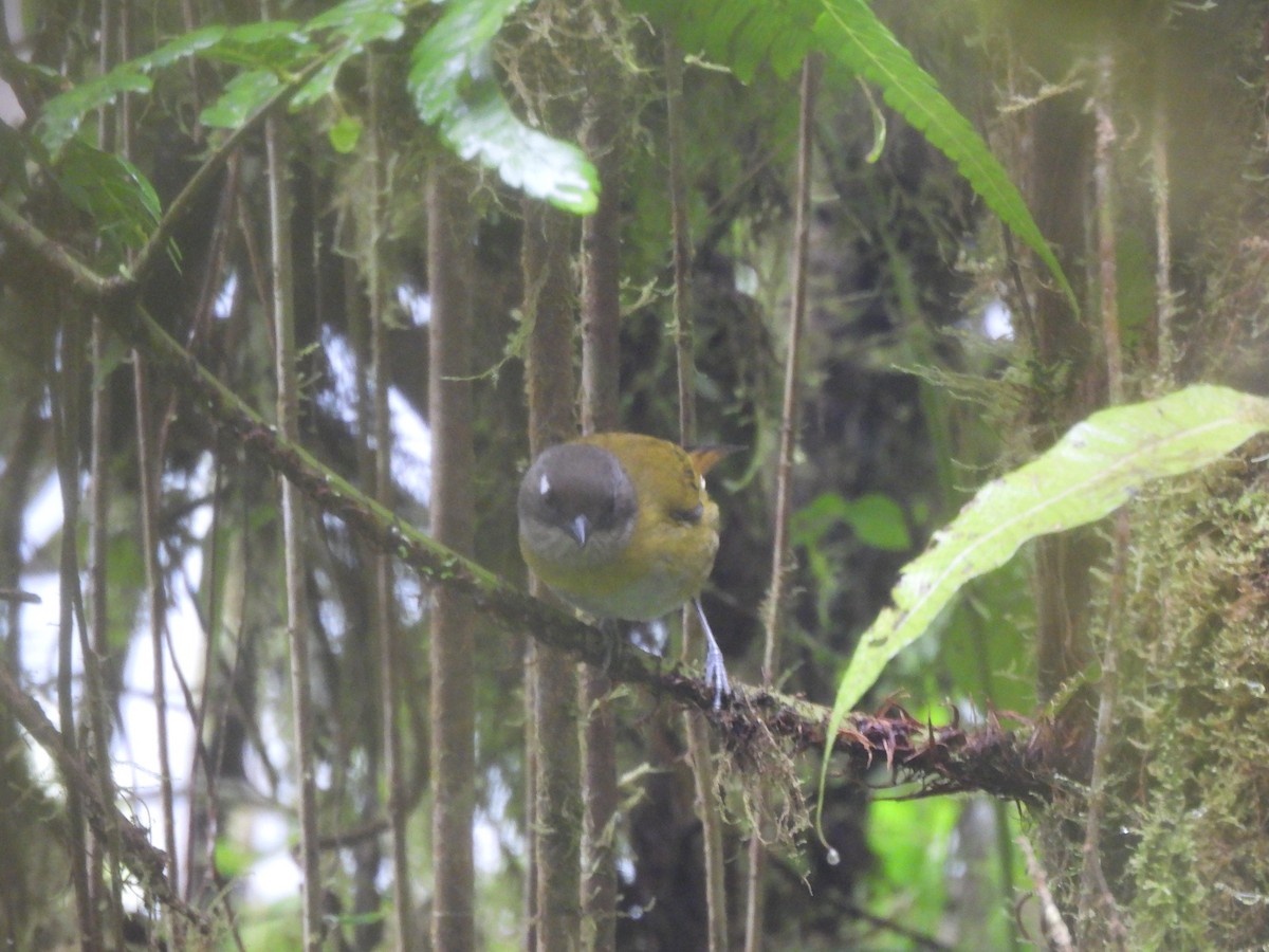 Common Chlorospingus - ML647809247