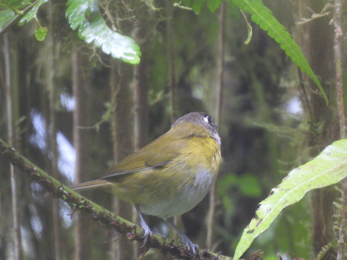 Common Chlorospingus - ML647809248