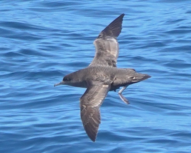 Sooty Shearwater - ML647809249