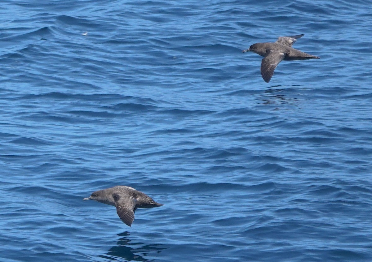 Sooty Shearwater - ML647809252