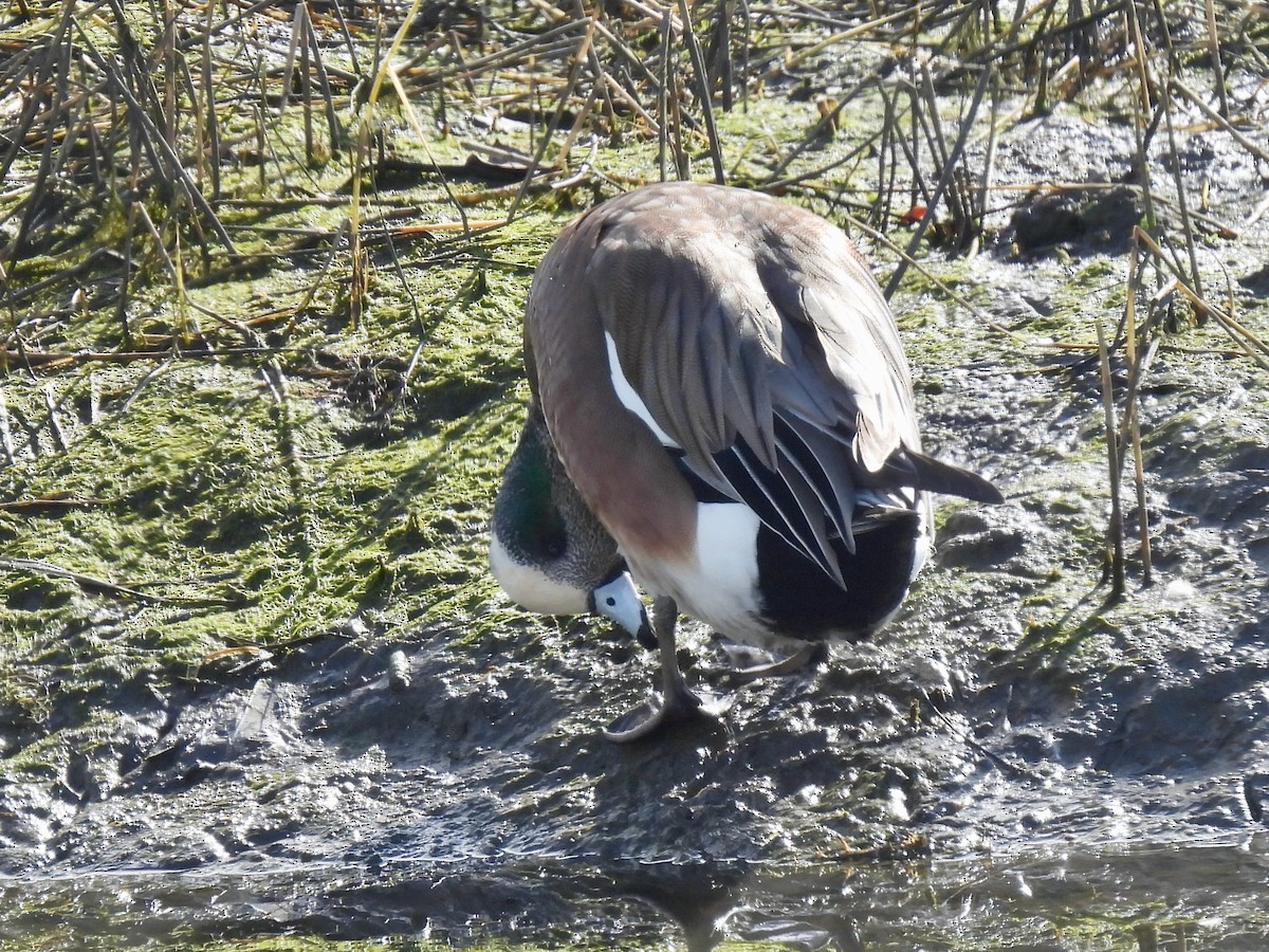 Свищ американський - ML647809286