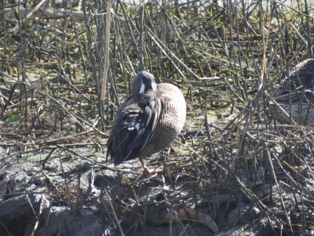 Blue-winged Teal - ML647809289