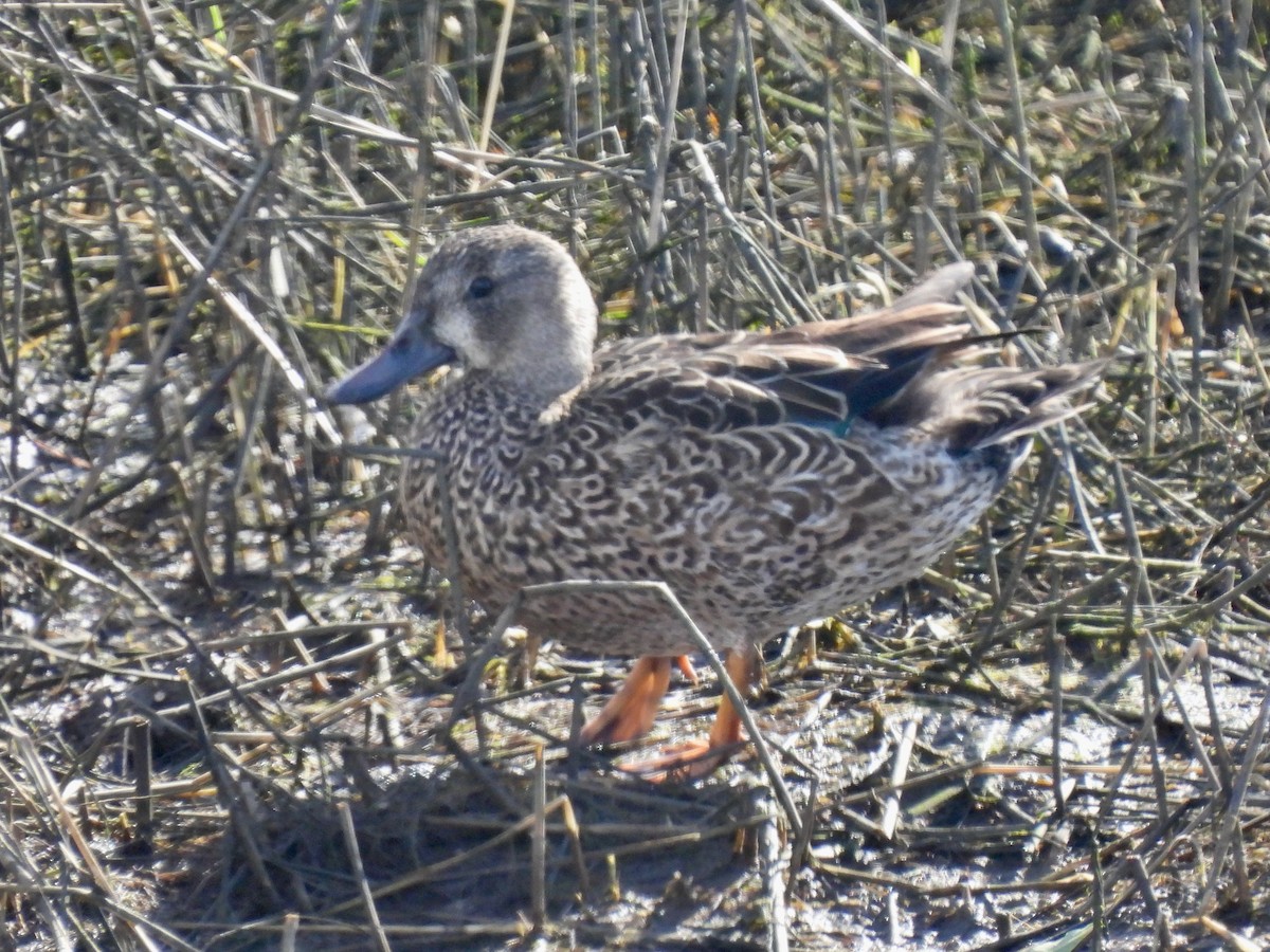 Blue-winged Teal - ML647809297
