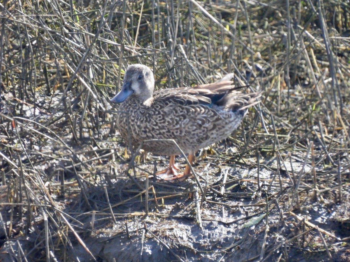 Blue-winged Teal - ML647809299