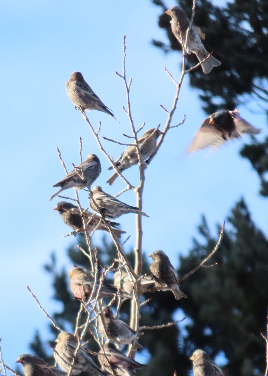 Roselin noir - ML647809301