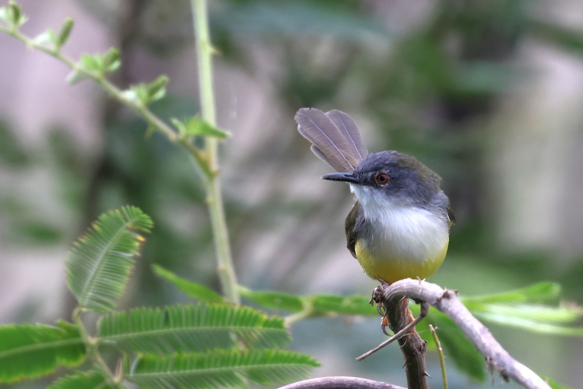 Prinia à ventre jaune - ML647809302