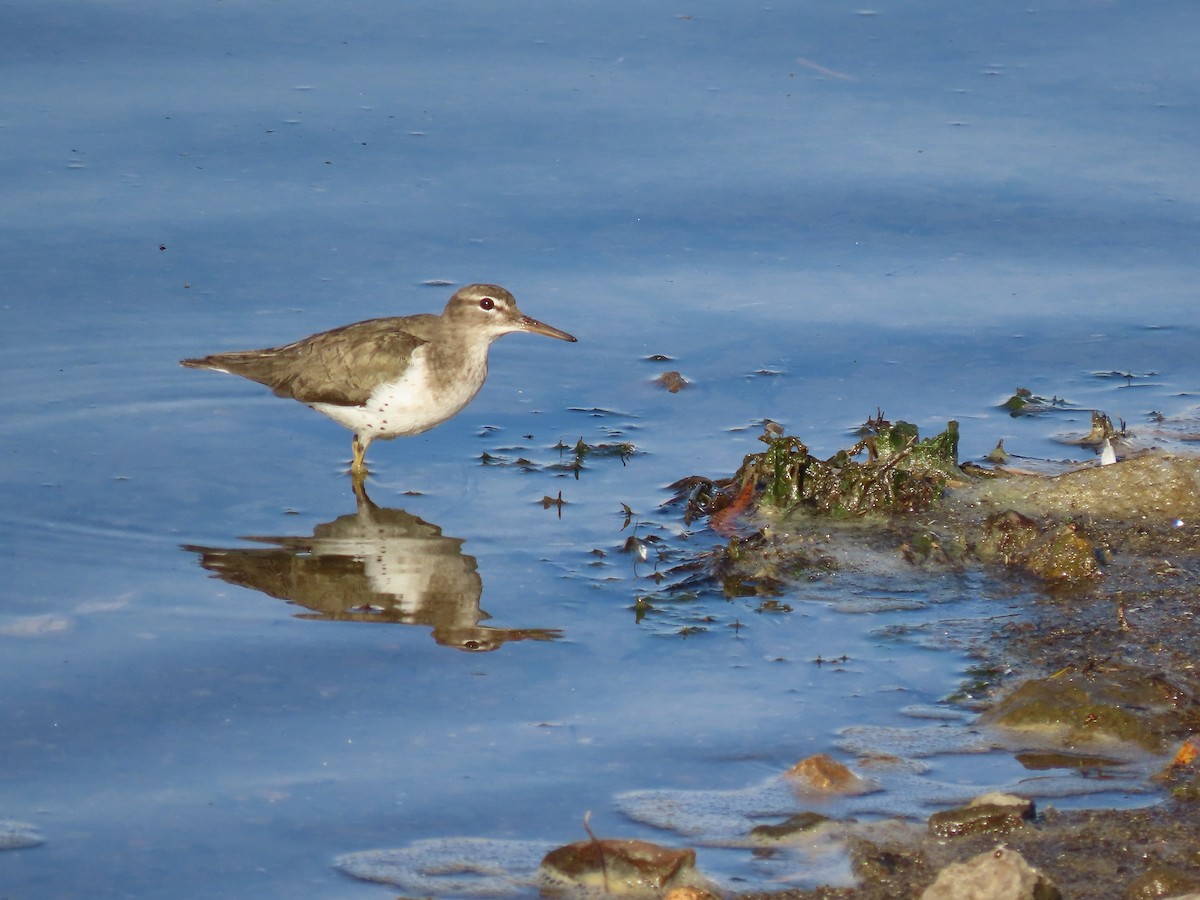 Chevalier grivelé - ML647809307