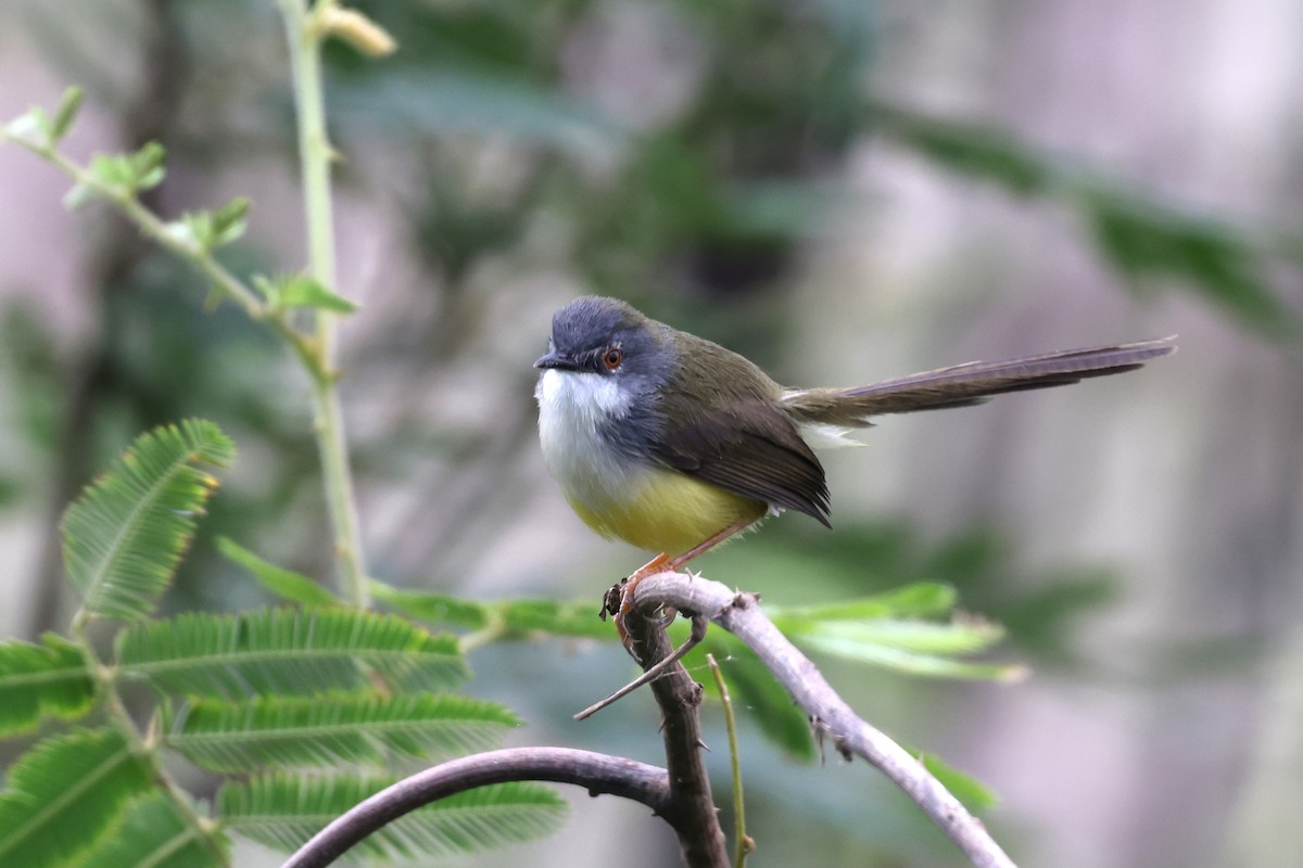 Prinia à ventre jaune - ML647809309