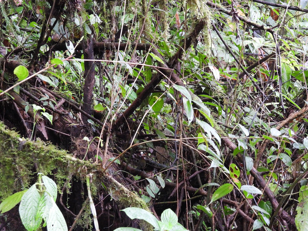 Tohi masqué - ML647809310