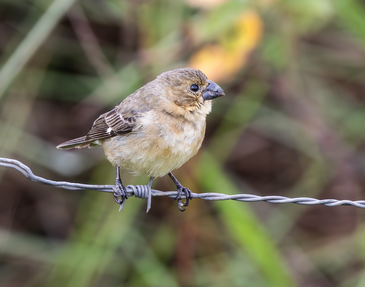 Sporophile à col fauve - ML647809311