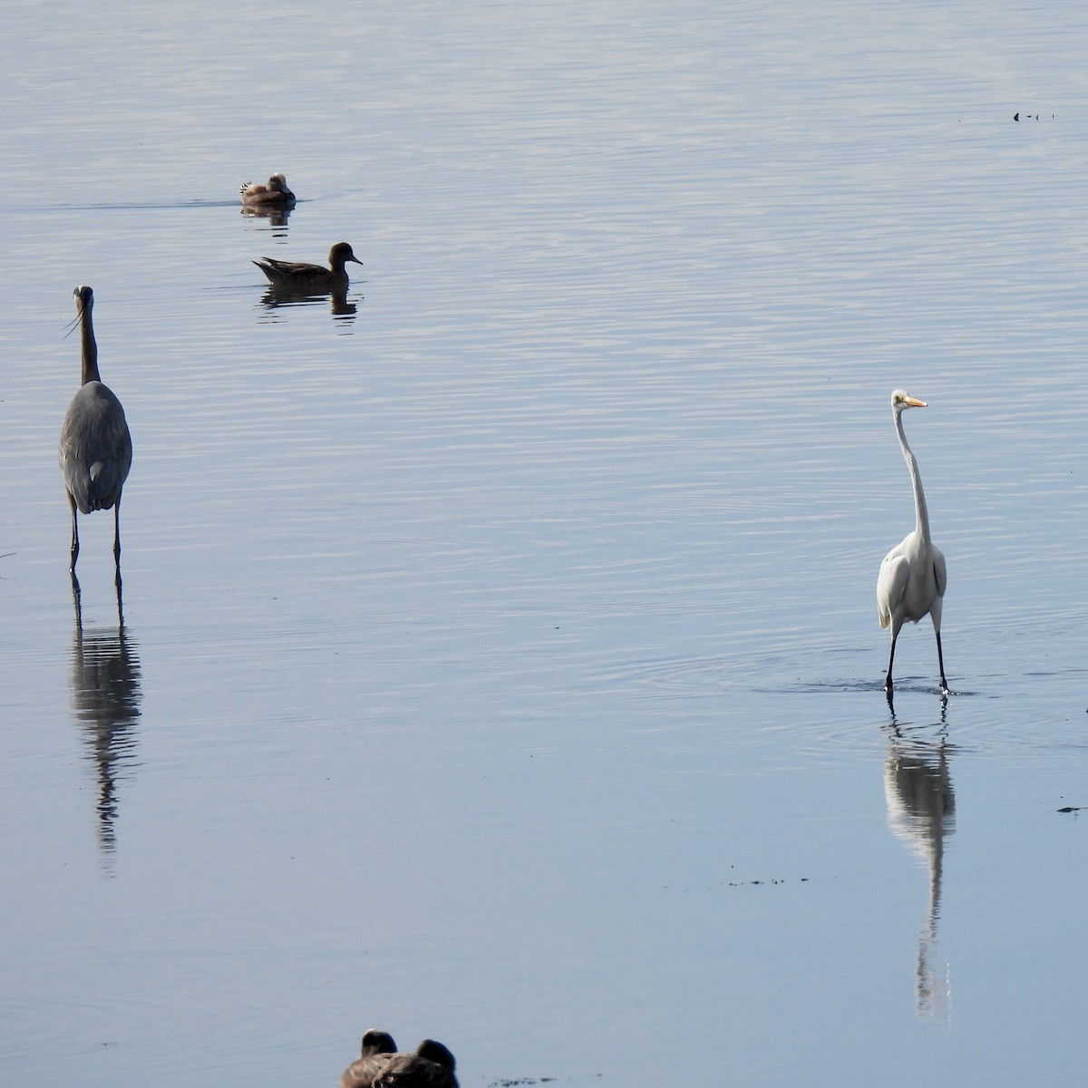 Grande Aigrette - ML647809312