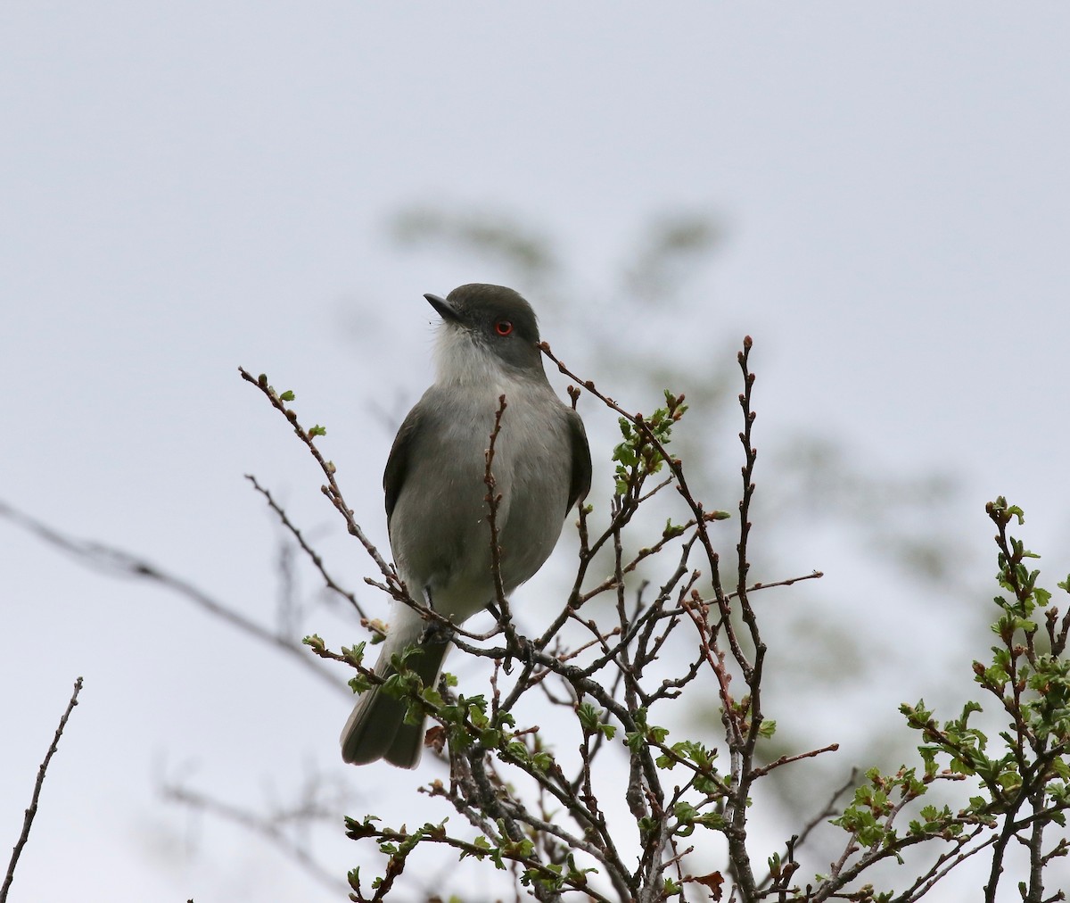 Pépoaza oeil-de-feu - ML647809314