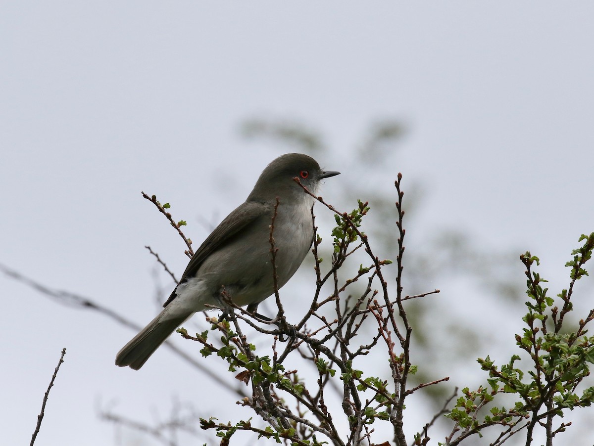 Pépoaza oeil-de-feu - ML647809315