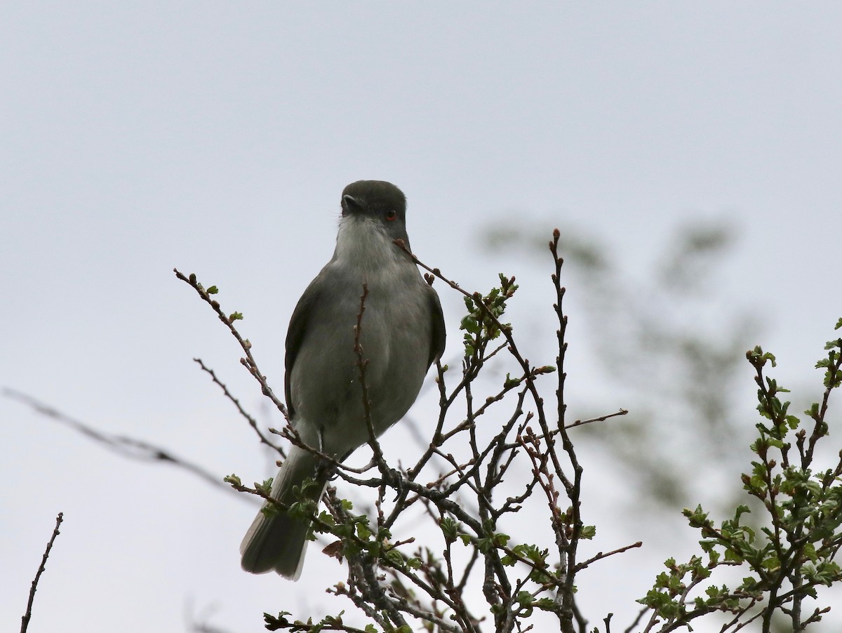 Pépoaza oeil-de-feu - ML647809316