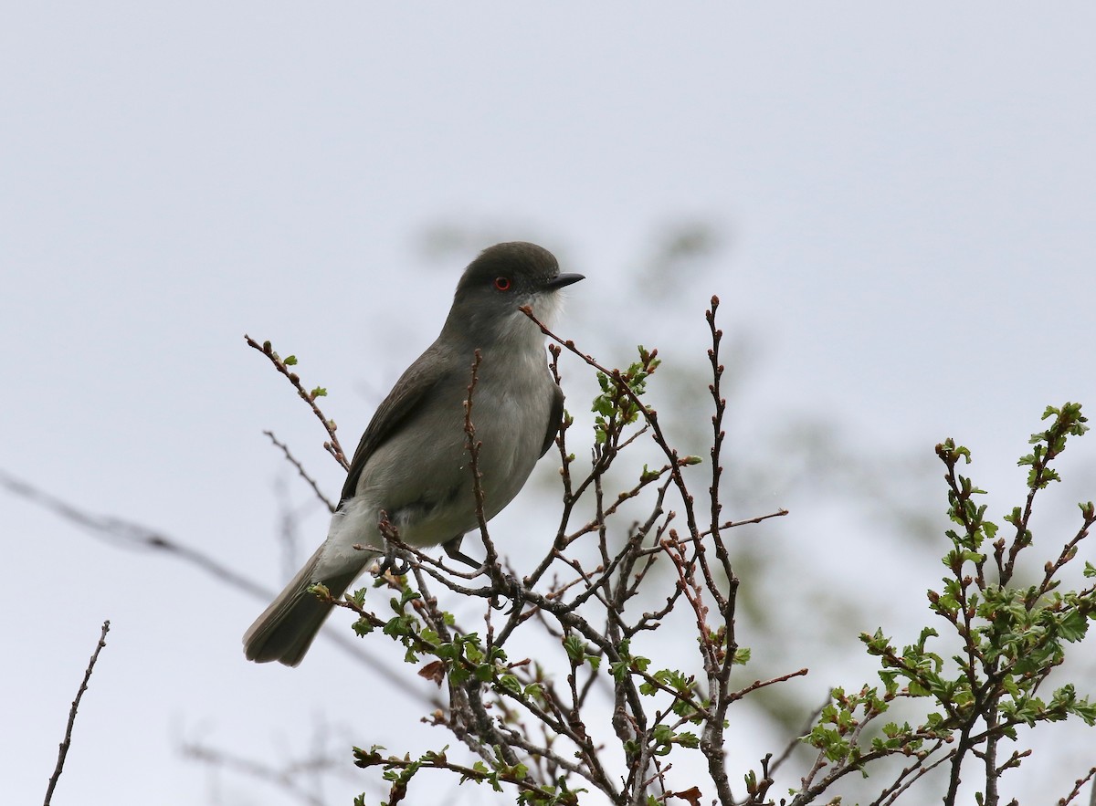 Pépoaza oeil-de-feu - ML647809317