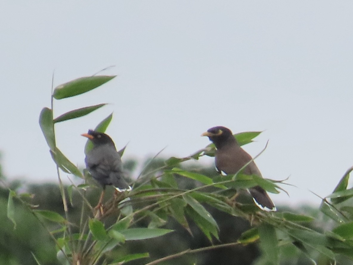 Martin triste - ML647809318