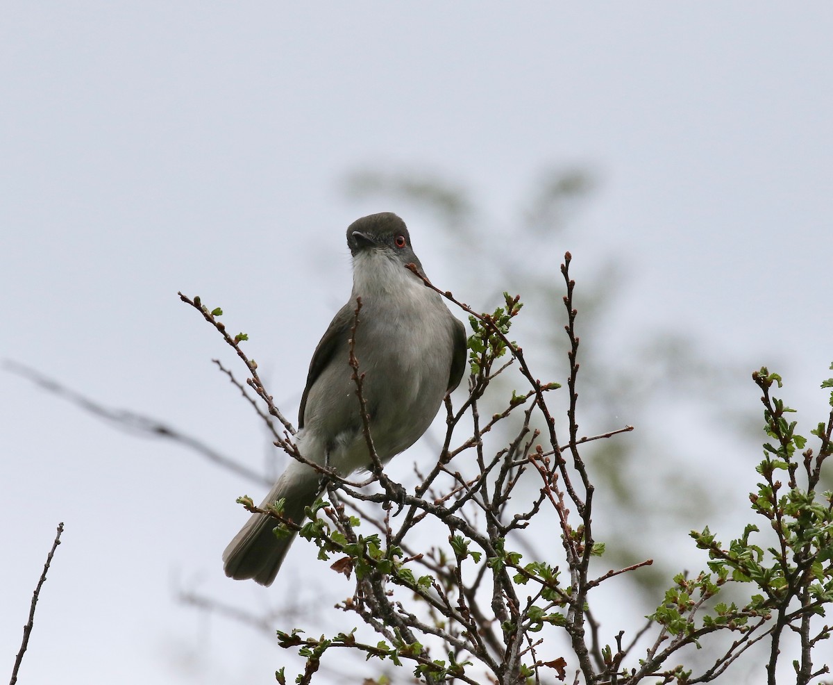 Pépoaza oeil-de-feu - ML647809319