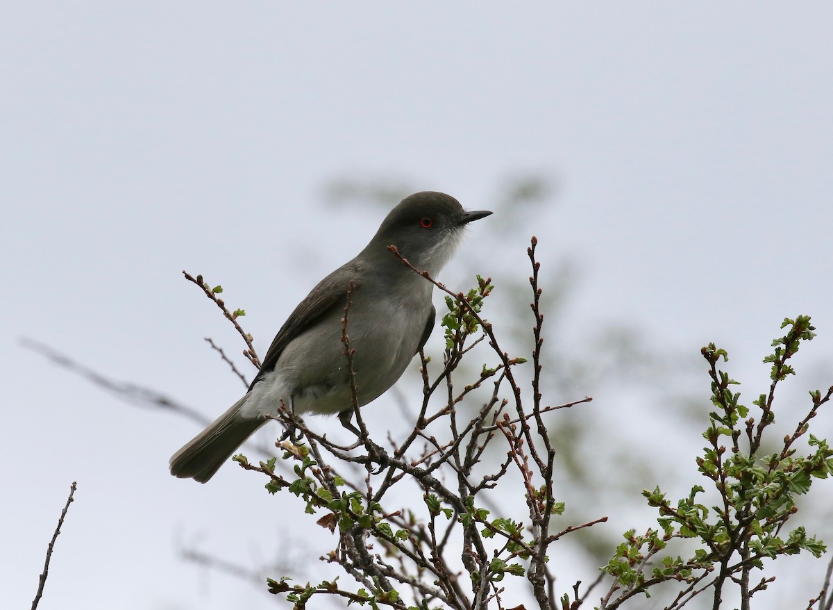 Pépoaza oeil-de-feu - ML647809320