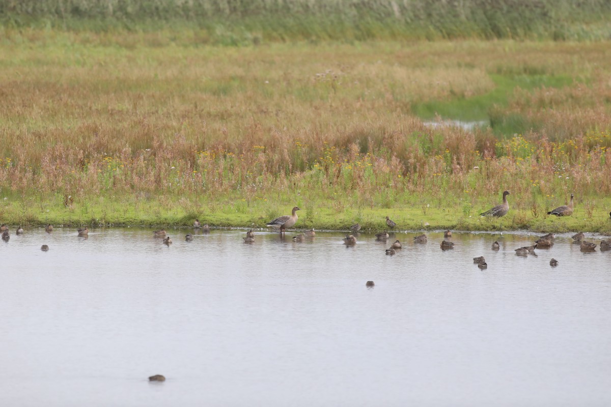 Oie à bec court - ML647809321