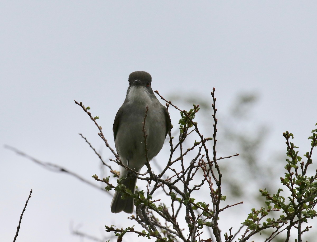 Pépoaza oeil-de-feu - ML647809322