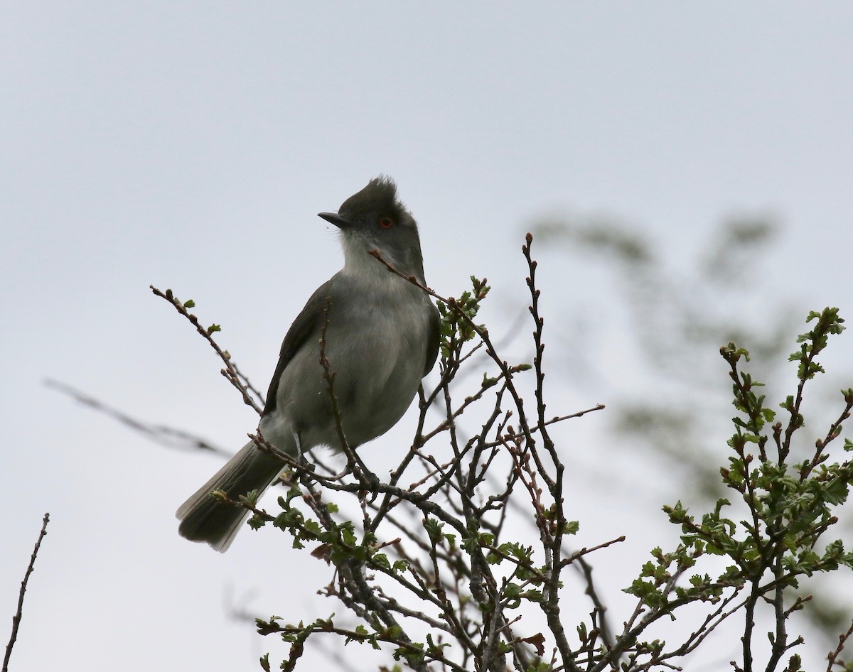 Pépoaza oeil-de-feu - ML647809324