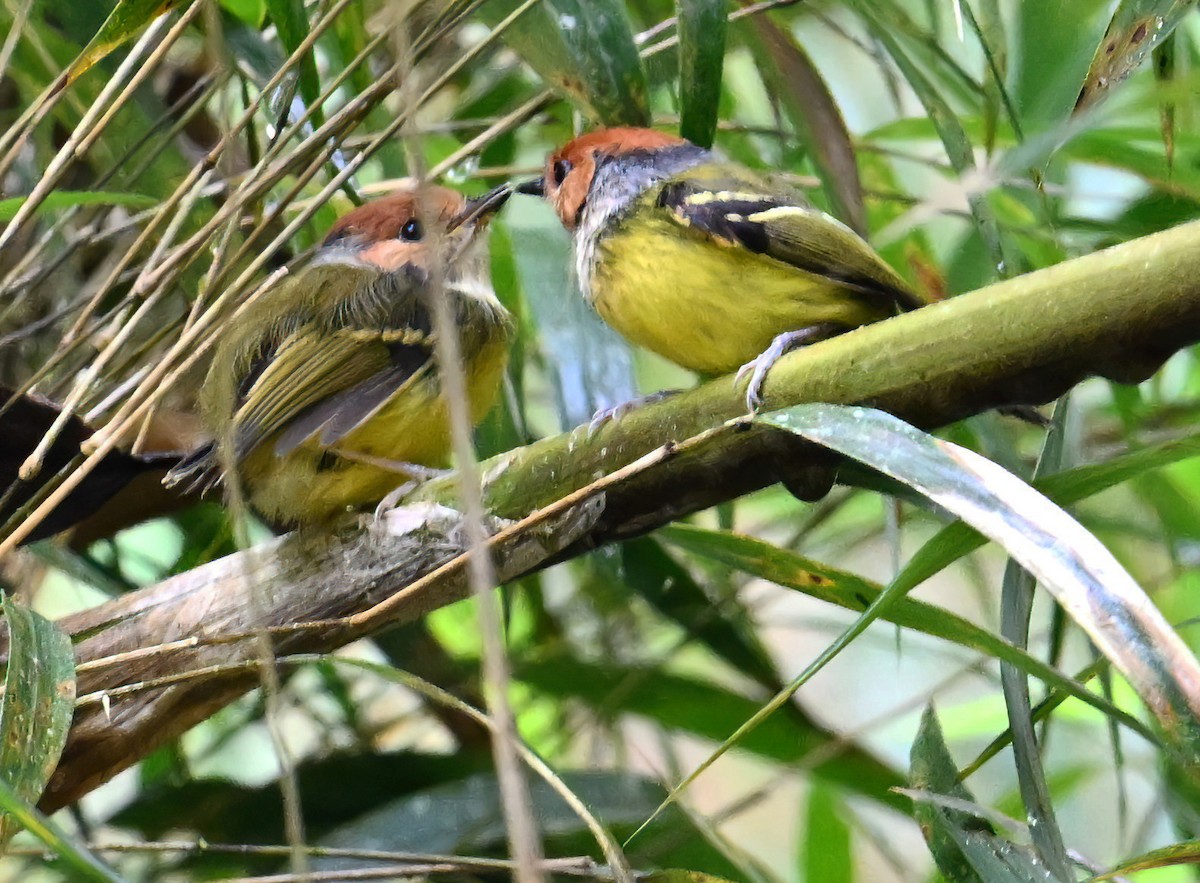 Todirostre bariolé - ML647809326