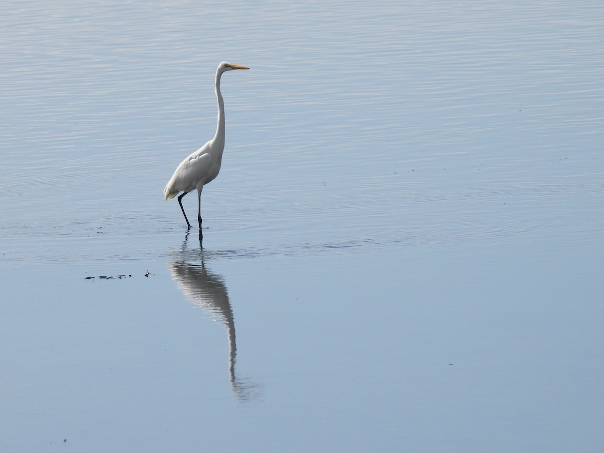 Grande Aigrette - ML647809327