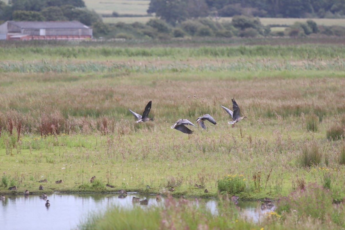 Oie à bec court - ML647809328