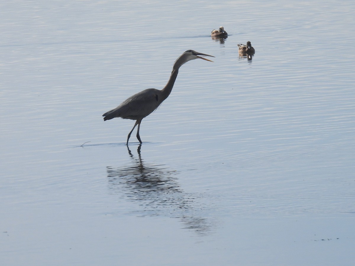 Grand Héron - ML647809329
