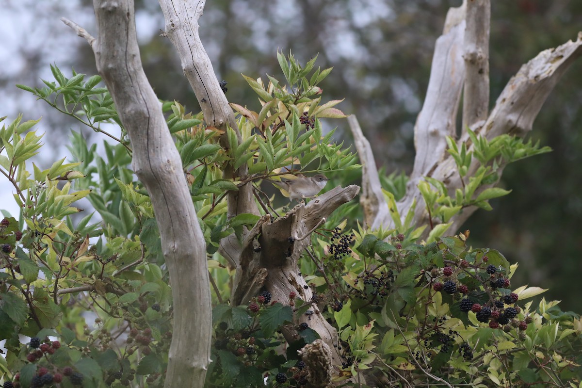 Fauvette grisette - ML647809333