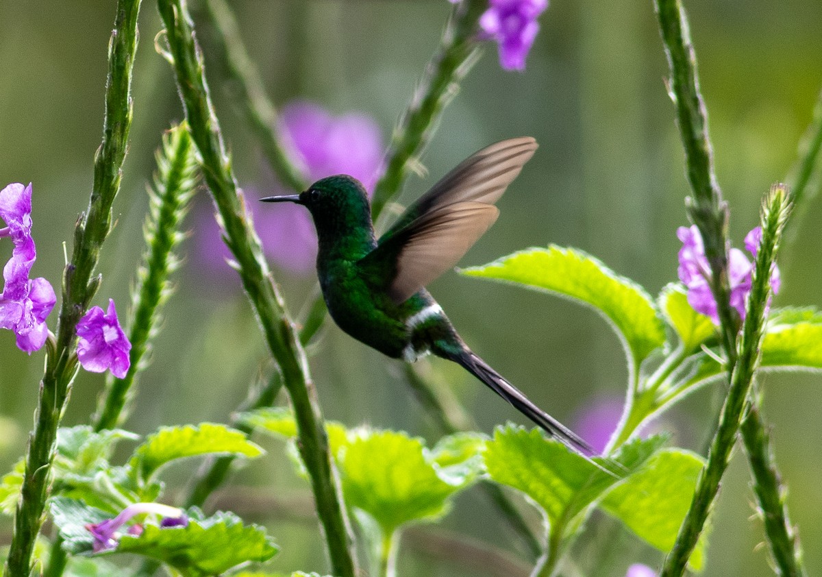 Coquette à queue fine - ML647809334