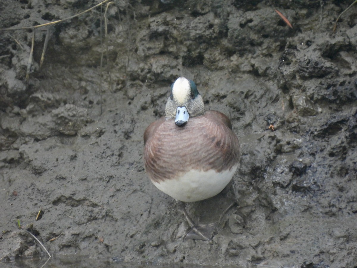 Canard d'Amérique - ML647809335