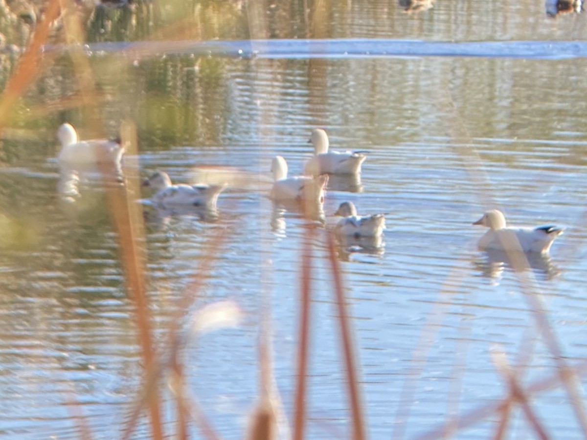 Oie des neiges - ML647809336