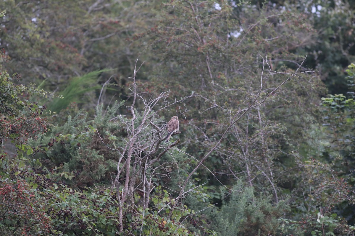 Faucon crécerelle - ML647809338