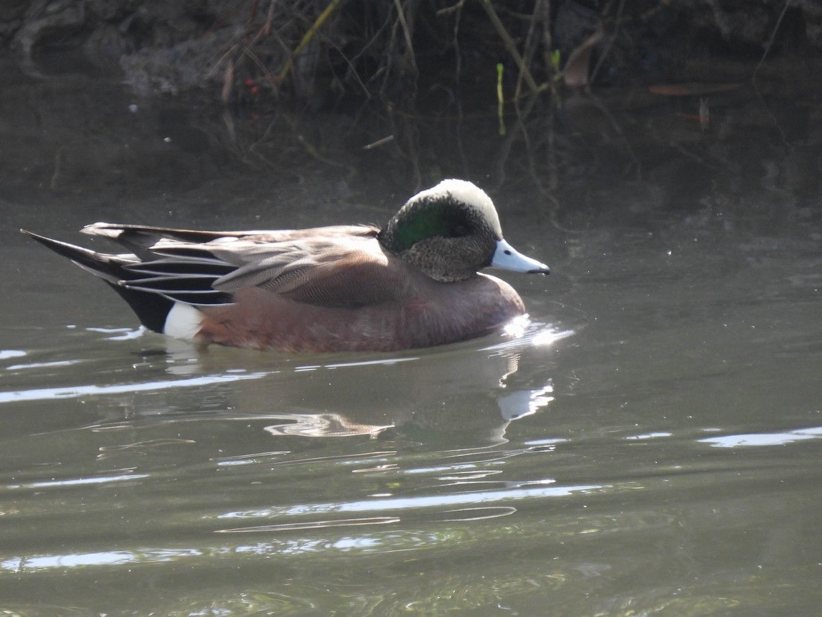 Canard d'Amérique - ML647809339