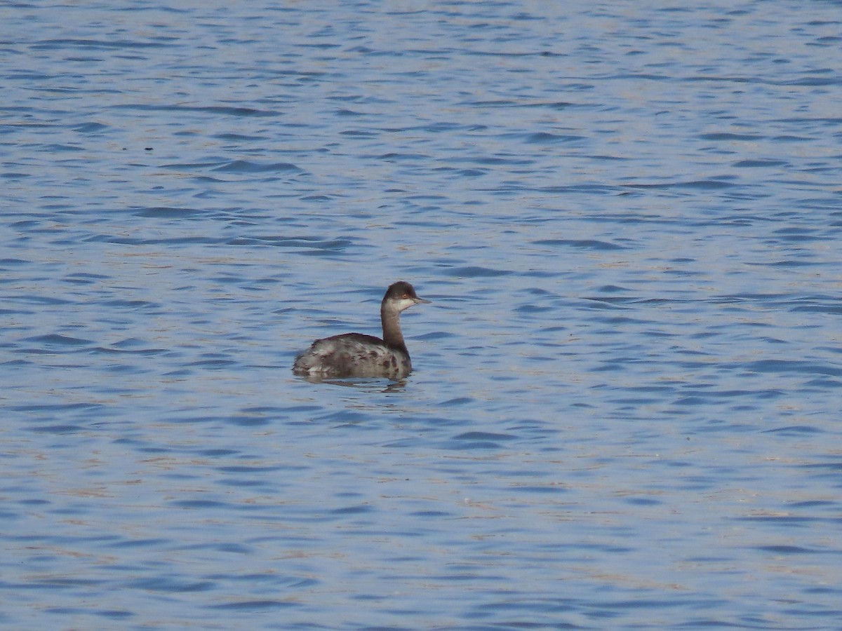 Grèbe à cou noir - ML647809345