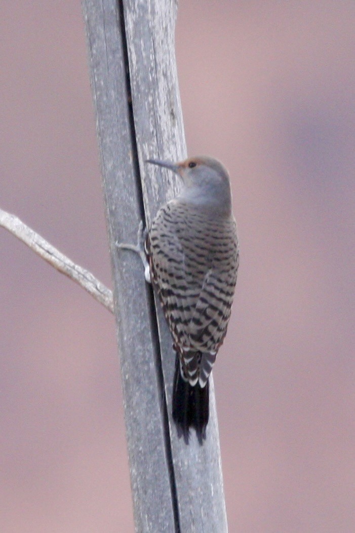 Northern Flicker - ML647809367