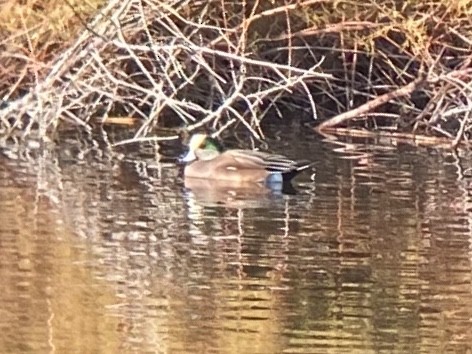 Свищ американський - ML647809380