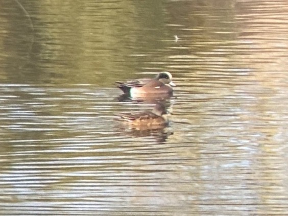 Свищ американський - ML647809381