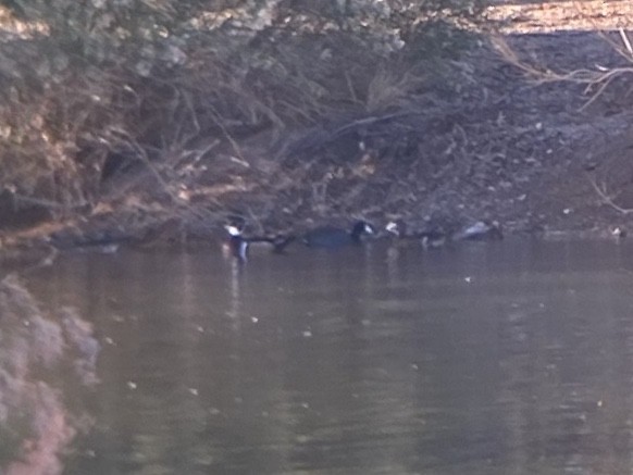 Ahate karolinarra - ML647809383