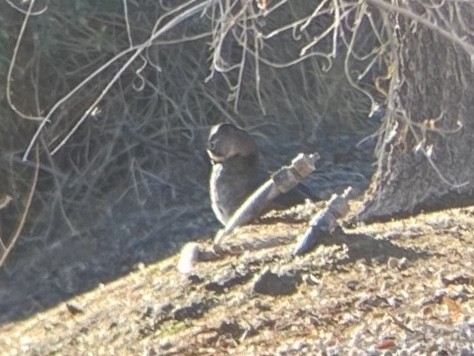 Ahate karolinarra - ML647809384